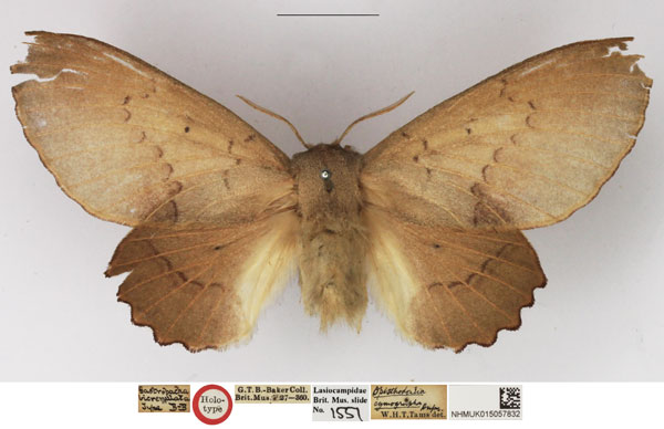 /filer/webapps/moths/media/images/B/bicrenulata_Opisthodontia_HT_NHMUK.jpg