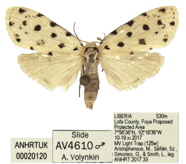 /filer/webapps/moths/media/images/B/bicultula_Siccia_HT_ANHRT.jpg