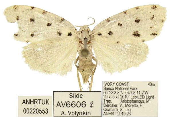 /filer/webapps/moths/media/images/B/bicultula_Siccia_PTF_ANHRT.jpg