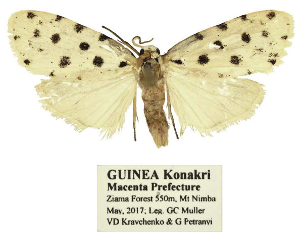 /filer/webapps/moths/media/images/B/bicultula_Siccia_PTM_ANHRT.jpg
