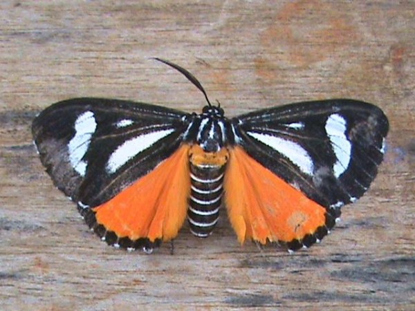 /filer/webapps/moths/media/images/B/bicurvata_Phaegorista_AF_Guyonneta_01.jpg