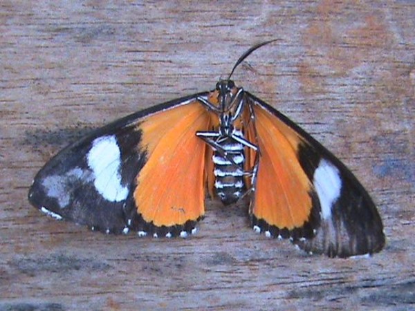 /filer/webapps/moths/media/images/B/bicurvata_Phaegorista_AF_Guyonnetb_01.jpg
