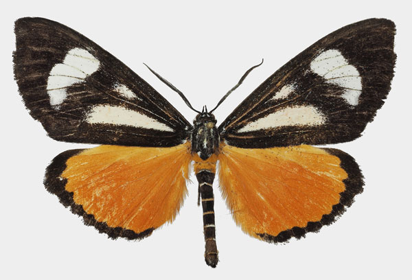 /filer/webapps/moths/media/images/B/bicurvata_Phaegorista_AM_Basquin_01a.jpg