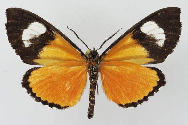 /filer/webapps/moths/media/images/B/bicurvata_Phaegorista_AM_Basquin_01b.jpg
