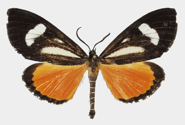 /filer/webapps/moths/media/images/B/bicurvata_Phaegorista_AM_Basquin_02.jpg