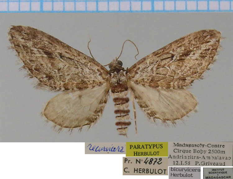 /filer/webapps/moths/media/images/B/bicurvicera_Eupithecia_PTF_ZSM_02.jpg