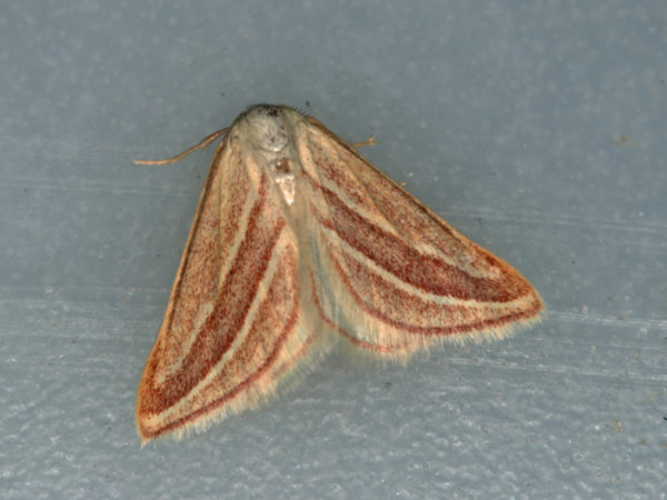 /filer/webapps/moths/media/images/B/bicurvifera_Acidialistis_A_Roland.jpg