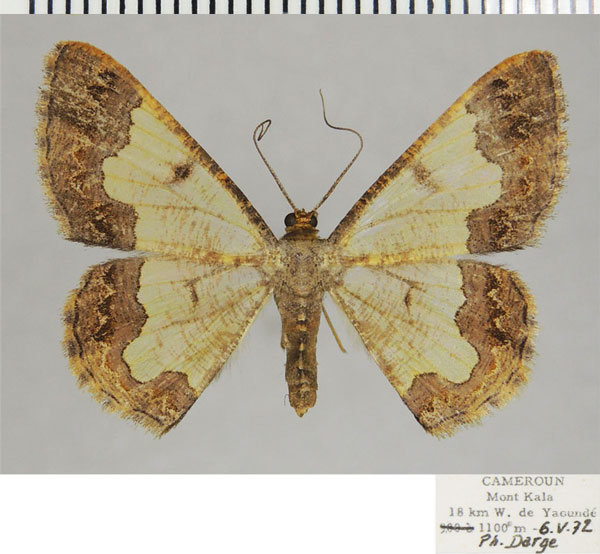 /filer/webapps/moths/media/images/B/bicuspida_Zamarada_AF_ZSM.jpg