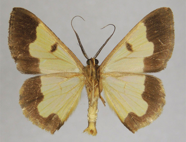 /filer/webapps/moths/media/images/B/bicuspida_Zamarada_PTM_ZSMb.jpg