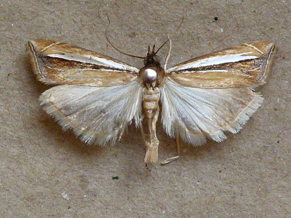 /filer/webapps/moths/media/images/B/bicuspidalis_Classeya_AM_Butler.jpg