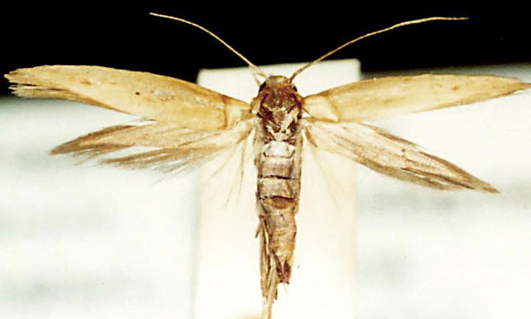 /filer/webapps/moths/media/images/B/bicuspidella_Scythris_HT_ZMUC.jpg