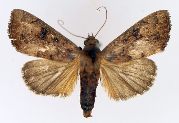 /filer/webapps/moths/media/images/B/bidentata_Anomis_AF_TMSA_01.jpg