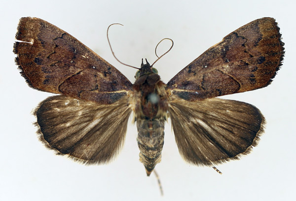 /filer/webapps/moths/media/images/B/bidentata_Anomis_AF_TMSA_02.jpg