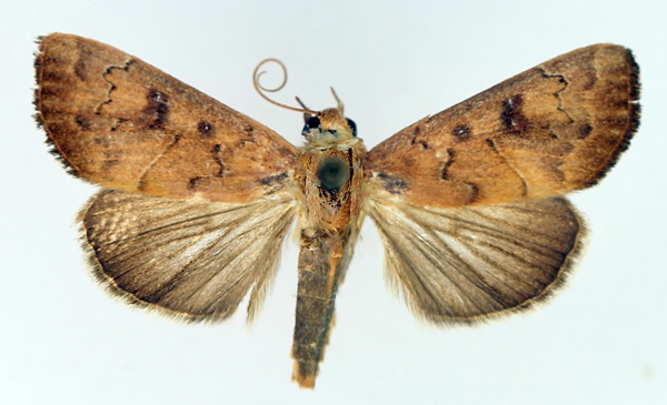 /filer/webapps/moths/media/images/B/bidentata_Anomis_AM_TMSA_01.jpg