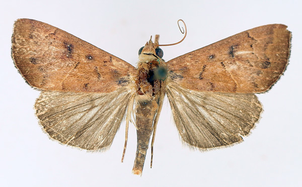 /filer/webapps/moths/media/images/B/bidentata_Anomis_AM_TMSA_02.jpg