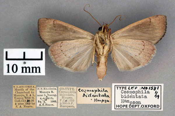 /filer/webapps/moths/media/images/B/bidentata_Cosmophila_ST_OUMNH_02.jpg
