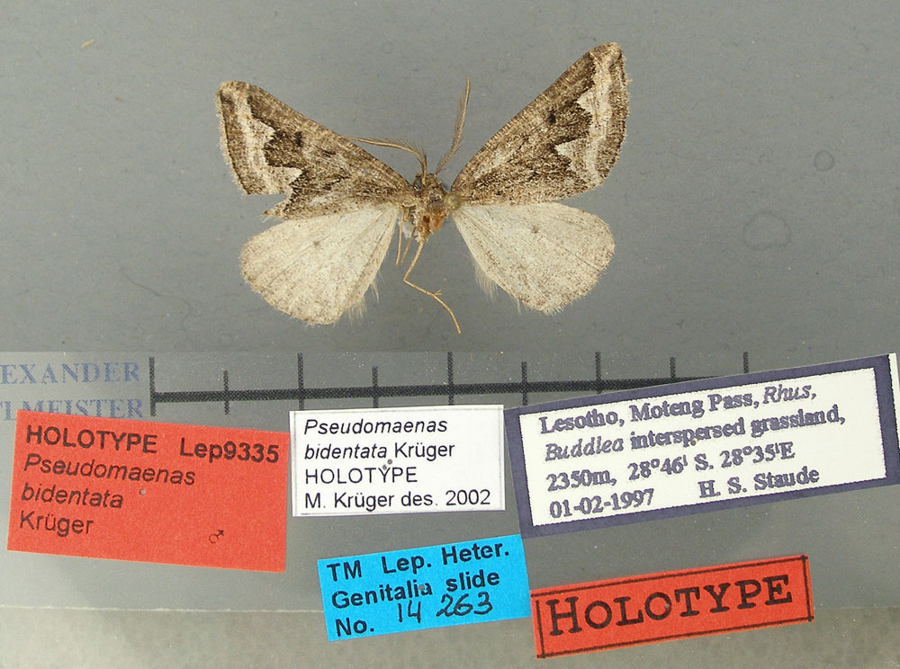 /filer/webapps/moths/media/images/B/bidentata_Pseudomaenas_HT_TMSA.jpg