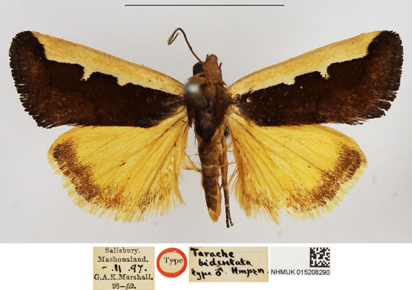 /filer/webapps/moths/media/images/B/bidentata_Tarache_HT_NHMUK.jpg
