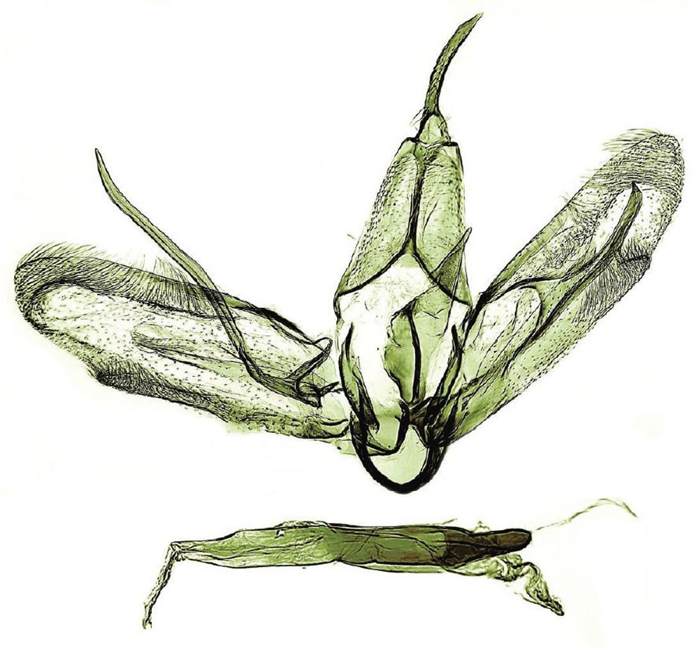 /filer/webapps/moths/media/images/B/bidzilya_Hellinsia_GMHT_ZMHB.jpg