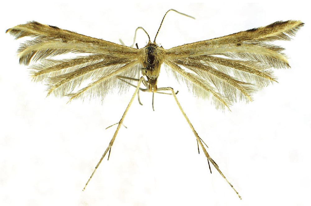 /filer/webapps/moths/media/images/B/bidzilya_Hellinsia_HT_ZMHB.jpg