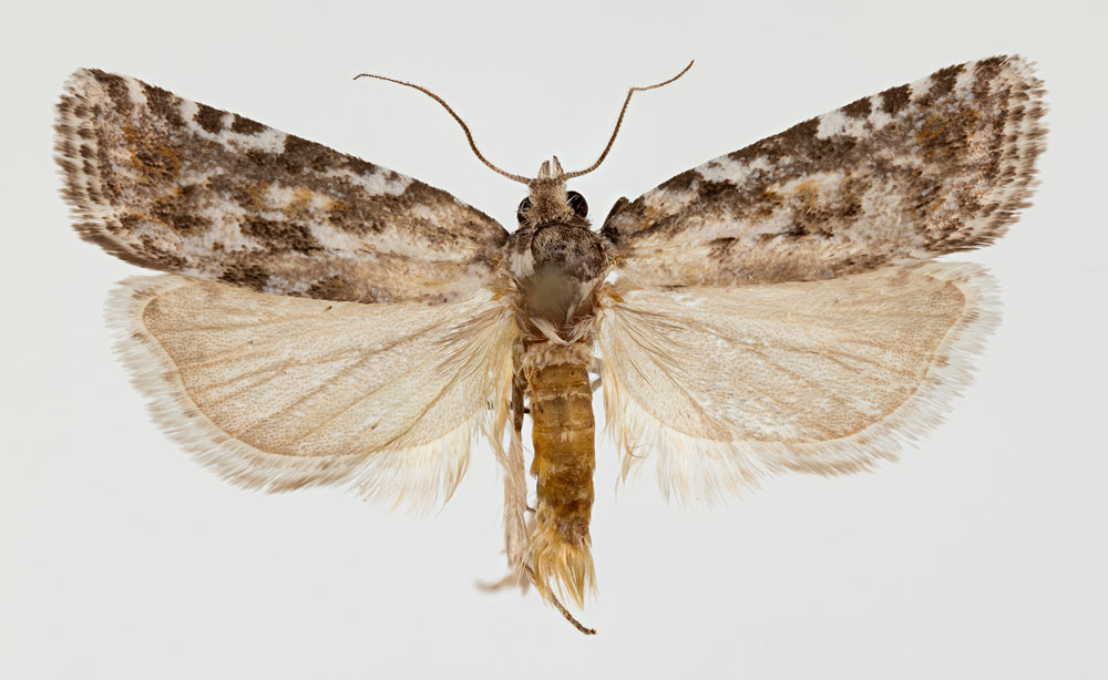 /filer/webapps/moths/media/images/B/bidzilyai_Clepsis_PTM_ZMHB.jpg