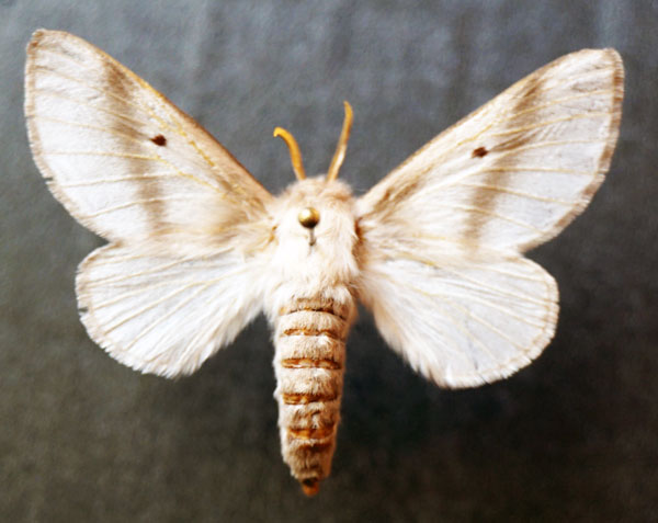 /filer/webapps/moths/media/images/B/bifascia_Bombycomorpha_AF_Stroehle.jpg