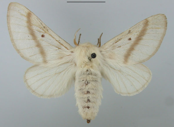 /filer/webapps/moths/media/images/B/bifascia_Bombycomorpha_AF_TMSA.jpg