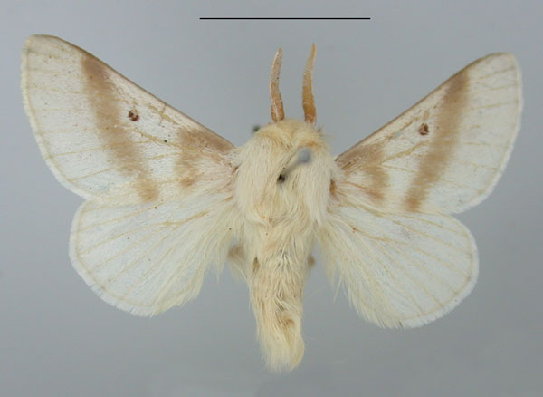 /filer/webapps/moths/media/images/B/bifascia_Bombycomorpha_AM_TMSA.jpg