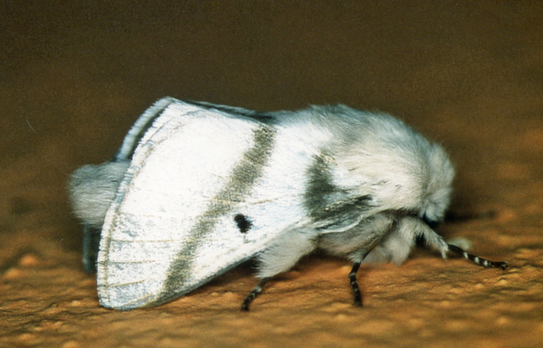 /filer/webapps/moths/media/images/B/bifascia_Bombycomorpha_A_Roland_01.jpg