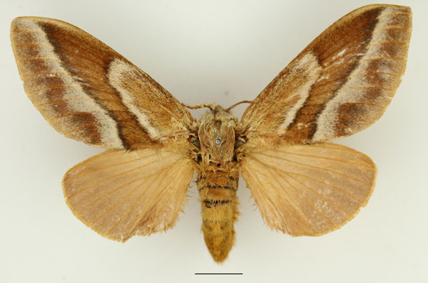 /filer/webapps/moths/media/images/B/bifascia_Eutricha_AF_Basquin.jpg
