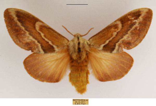 /filer/webapps/moths/media/images/B/bifascia_Eutricha_AF_TMSA_01.jpg