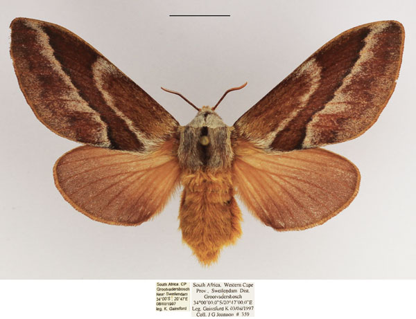 /filer/webapps/moths/media/images/B/bifascia_Eutricha_AF_TMSA_02.jpg