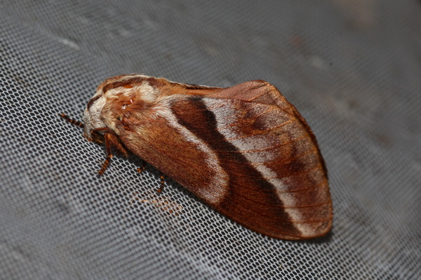 /filer/webapps/moths/media/images/B/bifascia_Eutricha_AF_knyazev_01.JPG