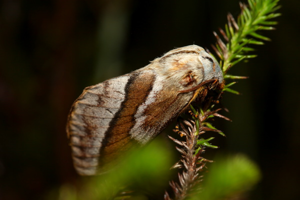 /filer/webapps/moths/media/images/B/bifascia_Eutricha_AF_knyazev_02.JPG