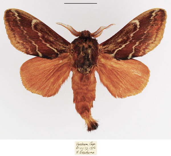 /filer/webapps/moths/media/images/B/bifascia_Eutricha_AM_TMSA_01.jpg