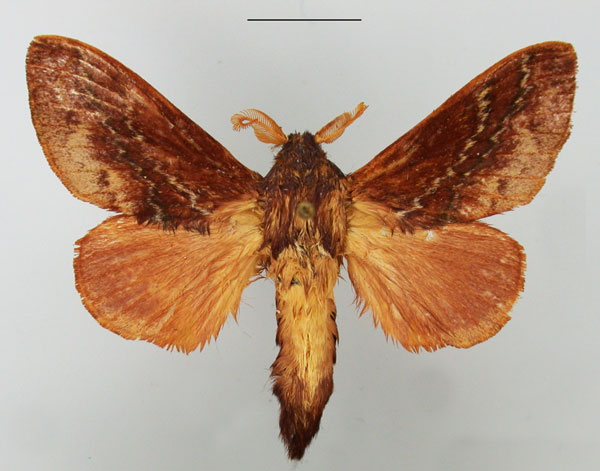 /filer/webapps/moths/media/images/B/bifascia_Eutricha_AM_TMSA_02.jpg