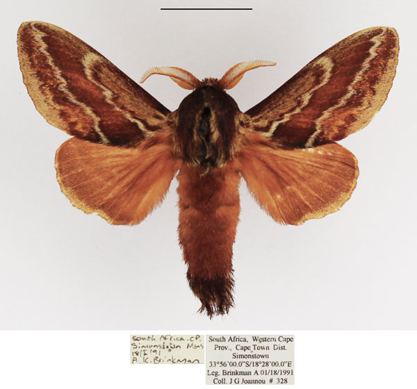 /filer/webapps/moths/media/images/B/bifascia_Eutricha_AM_TMSA_03.jpg