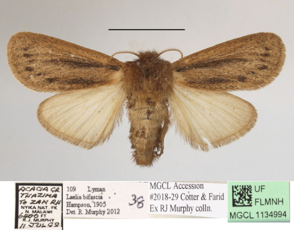 /filer/webapps/moths/media/images/B/bifascia_Laelia_AF_MGCLa_03.jpg