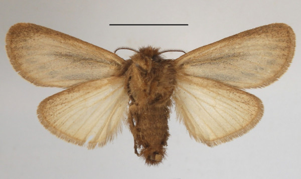 /filer/webapps/moths/media/images/B/bifascia_Laelia_AF_MGCLb_03.jpg