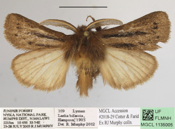 /filer/webapps/moths/media/images/B/bifascia_Laelia_AM_MGCLa_02.jpg