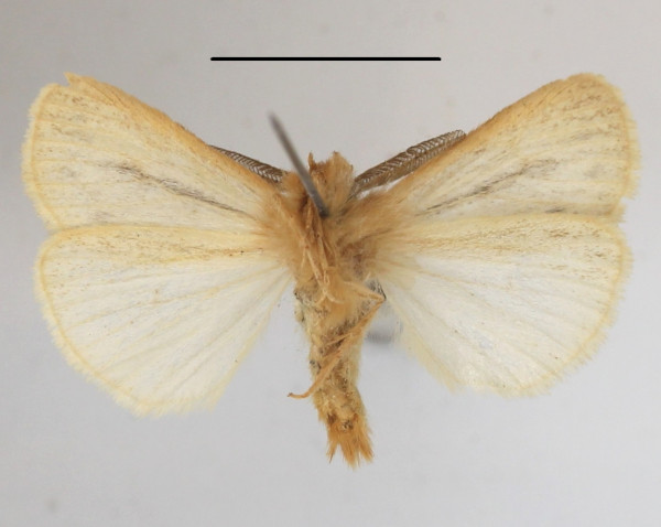 /filer/webapps/moths/media/images/B/bifascia_Laelia_AM_MGCLb_01.jpg