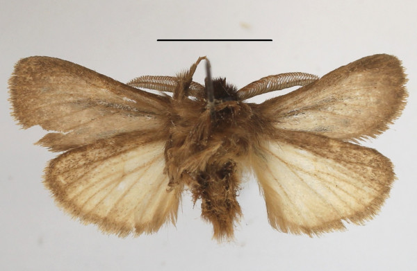 /filer/webapps/moths/media/images/B/bifascia_Laelia_AM_MGCLb_02.jpg