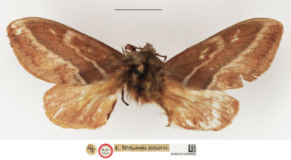 /filer/webapps/moths/media/images/B/bifascia_Megasoma_HT_NHMUK.jpg