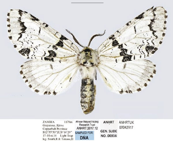 /filer/webapps/moths/media/images/B/bifasciata_Afrocerura_AF_ANHRT.jpg
