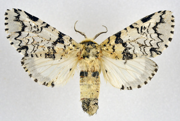 /filer/webapps/moths/media/images/B/bifasciata_Afrocerura_AF_NHMO.jpg