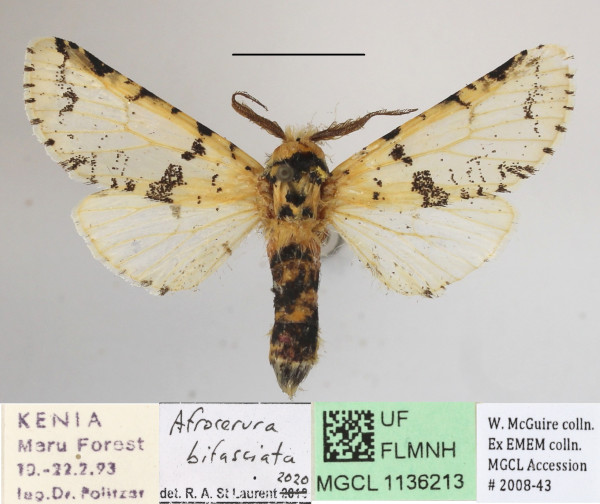 /filer/webapps/moths/media/images/B/bifasciata_Afrocerura_A_MGCLa_01.JPG