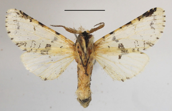 /filer/webapps/moths/media/images/B/bifasciata_Afrocerura_A_MGCLb_01.JPG
