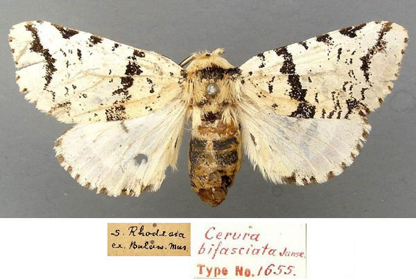 /filer/webapps/moths/media/images/B/bifasciata_Afrocerura_HT_TMSA_OuFBUii.jpg