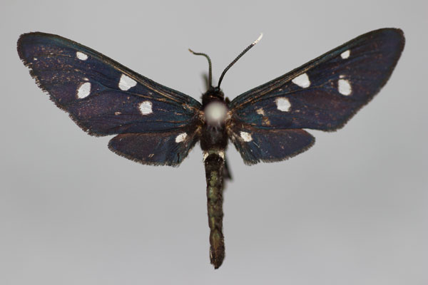/filer/webapps/moths/media/images/B/bifasciata_Amata_A_BMNH.jpg
