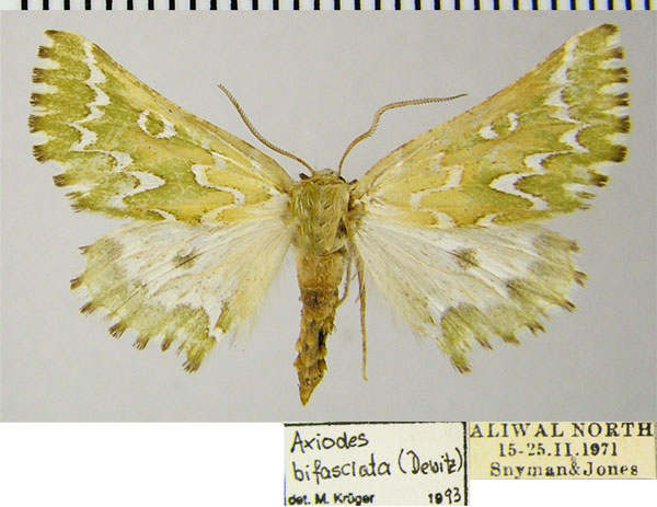 /filer/webapps/moths/media/images/B/bifasciata_Drepanogynis_AF_ZSM.jpg